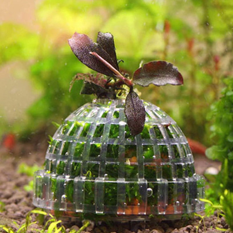Live Plant Aquarium - 1Pc Accessori per Animali Acquatici Decorazioni