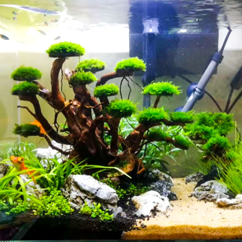 Aquarium Driftwood - Decorazione per Acquario: Albero di Muschio,