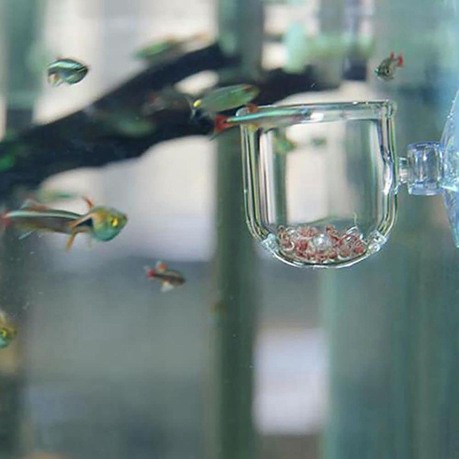 Vaso decorativo per piante da  - Plant Aquarium Pot recensione e prezzo
