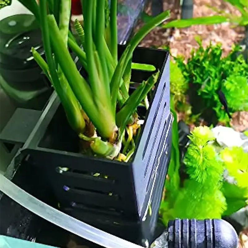 Decorazioni per acquari per an - Aquarium Plants Live recensione e prezzo