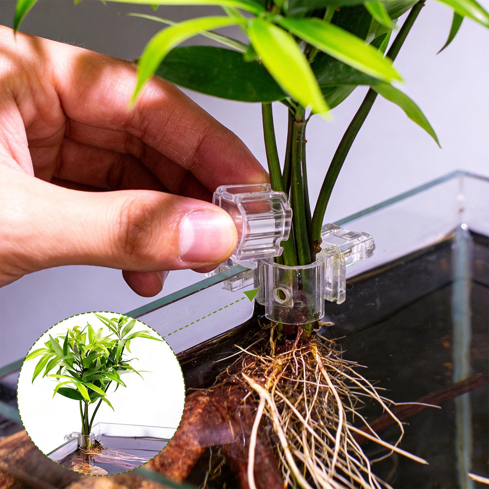 Mini Vaso per Piante da Acquar - Aquarium Plants Live recensione e prezzo