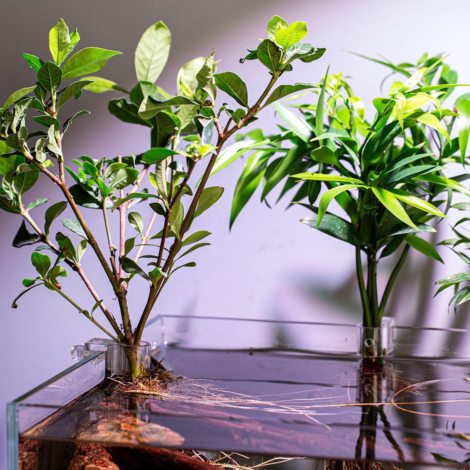 Mini Vaso per Piante da Acquar - Aquarium Plants Live recensione e prezzo