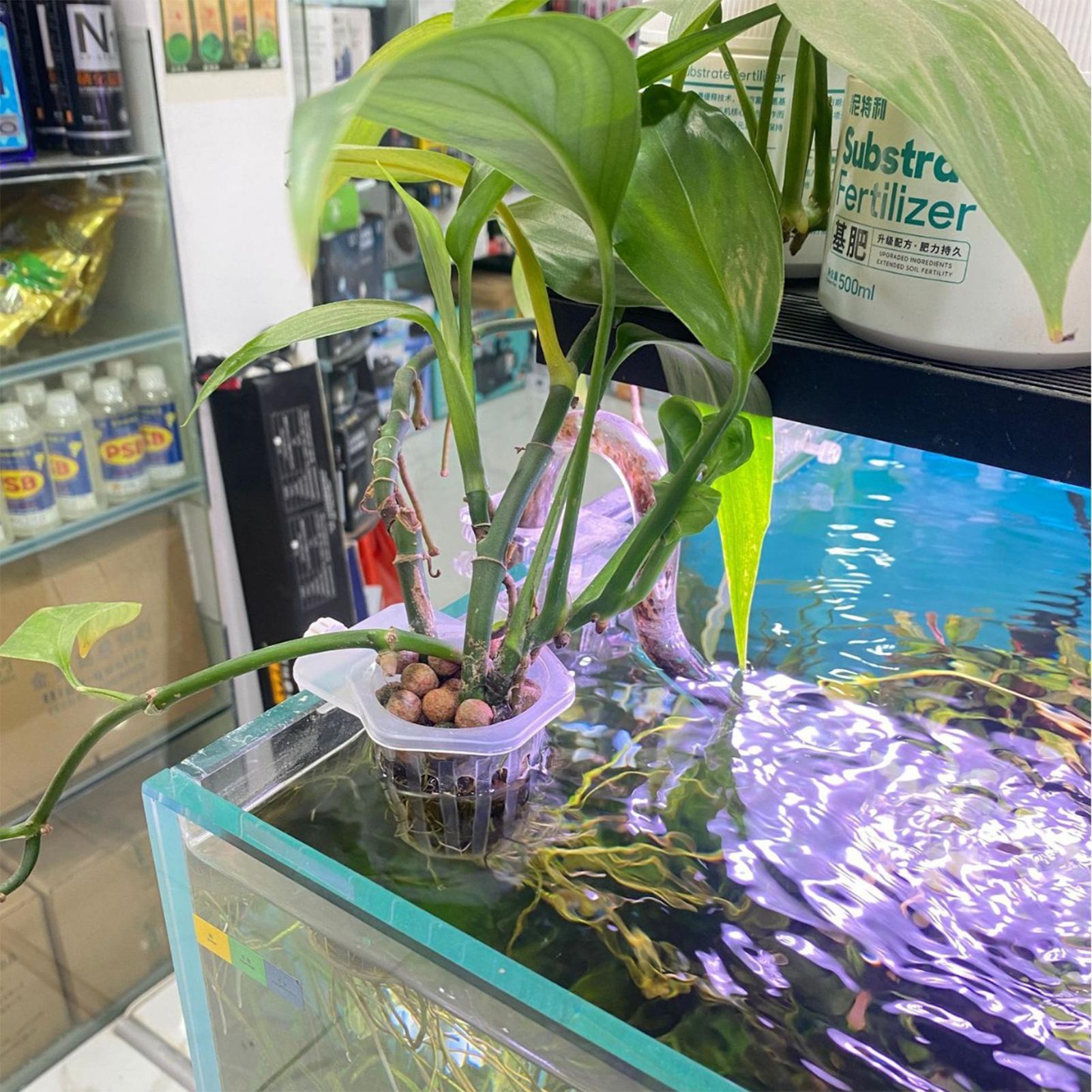 2 pezzi di vasi per piante da  - Plant Aquarium Pot recensione e prezzo
