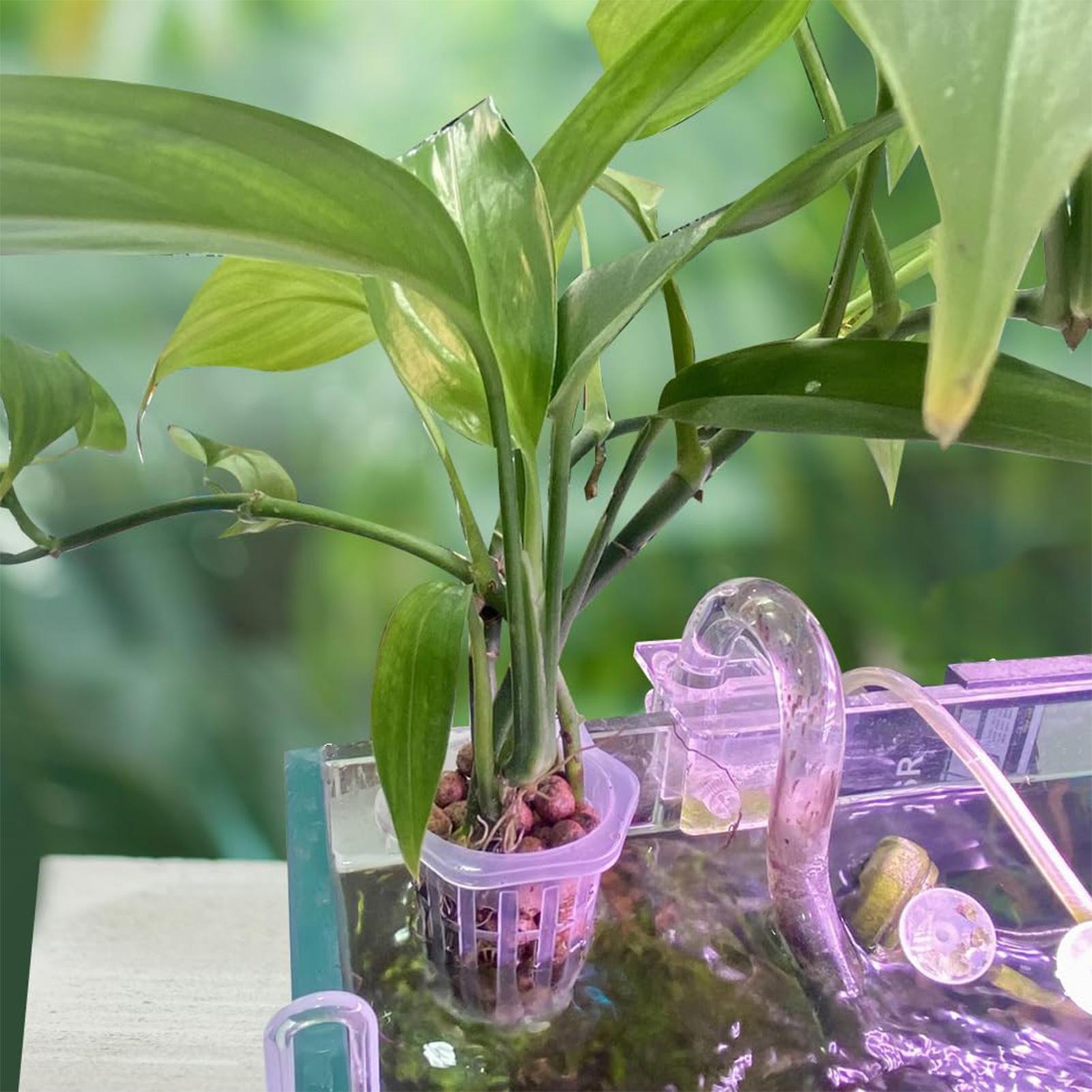 2 pezzi di vasi per piante da  - Plant Aquarium Pot recensione e prezzo
